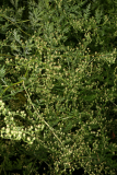 Artemisia annua RCP10-09 060.jpg